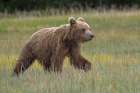 Female Alaskan brown bear cub in meadow grasses, Lake Clark National Park and Preserve, Alaska. Art Print
